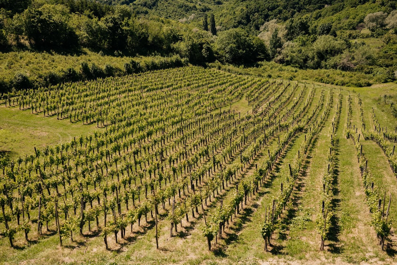 Sparkling wine fest O regiji