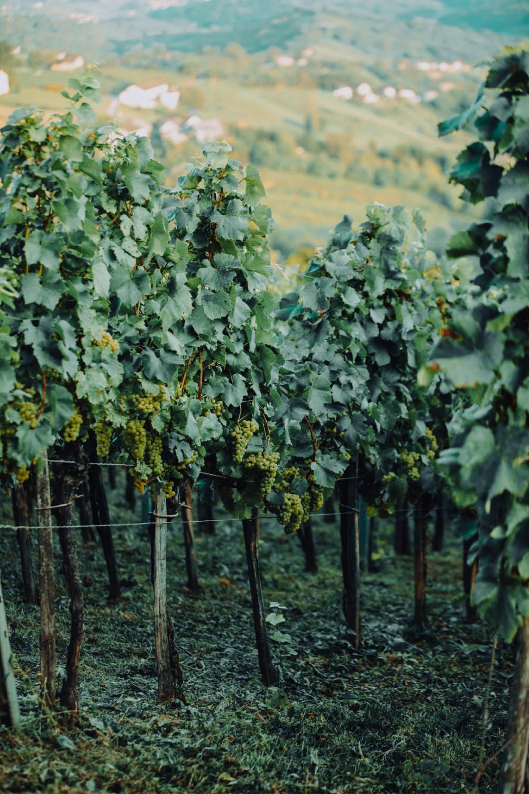 Sparkling wine fest O regiji