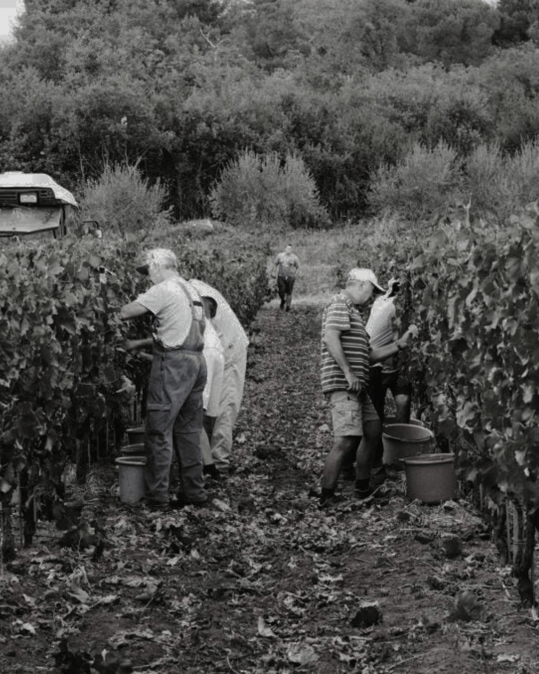 Sparkling wine fest O vinima