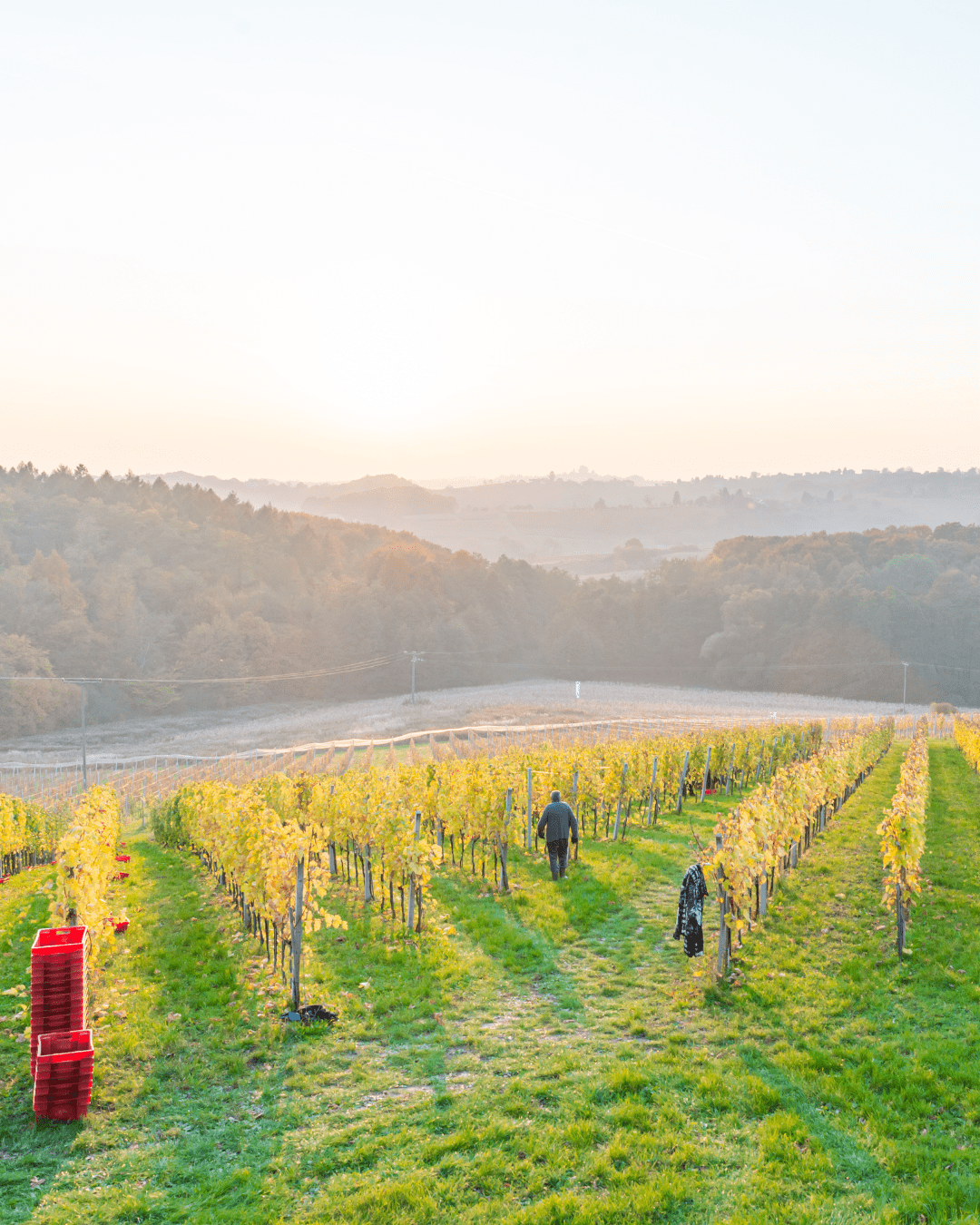 Sparkling wine fest O vinima