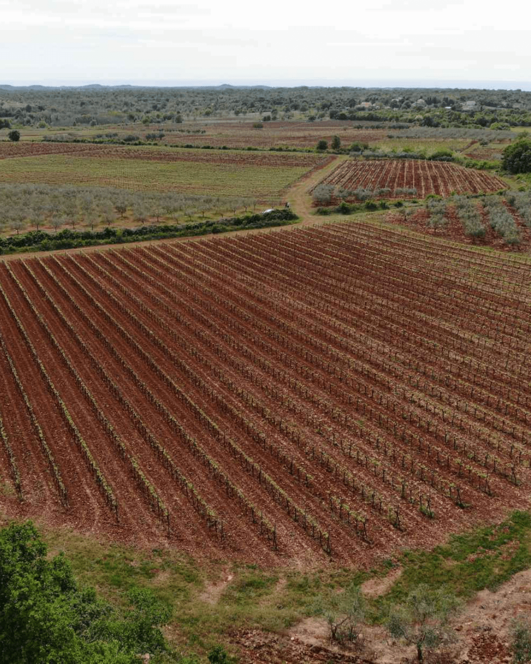 Sparkling wine fest Istra & Kvarner image