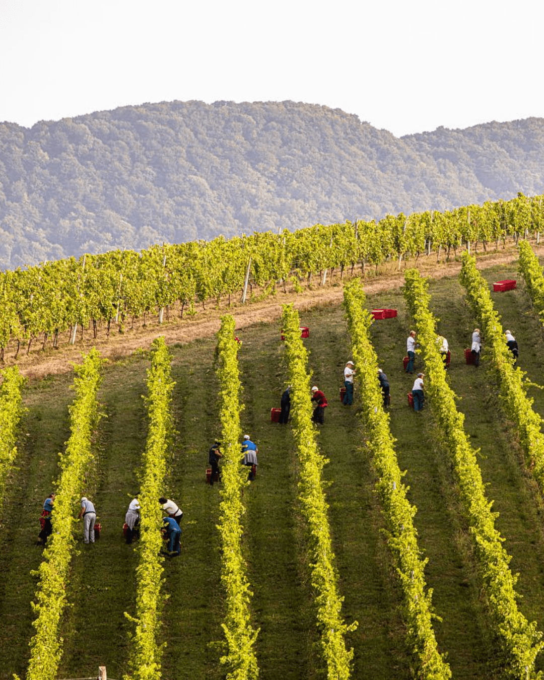 Sparkling wine fest O vinima