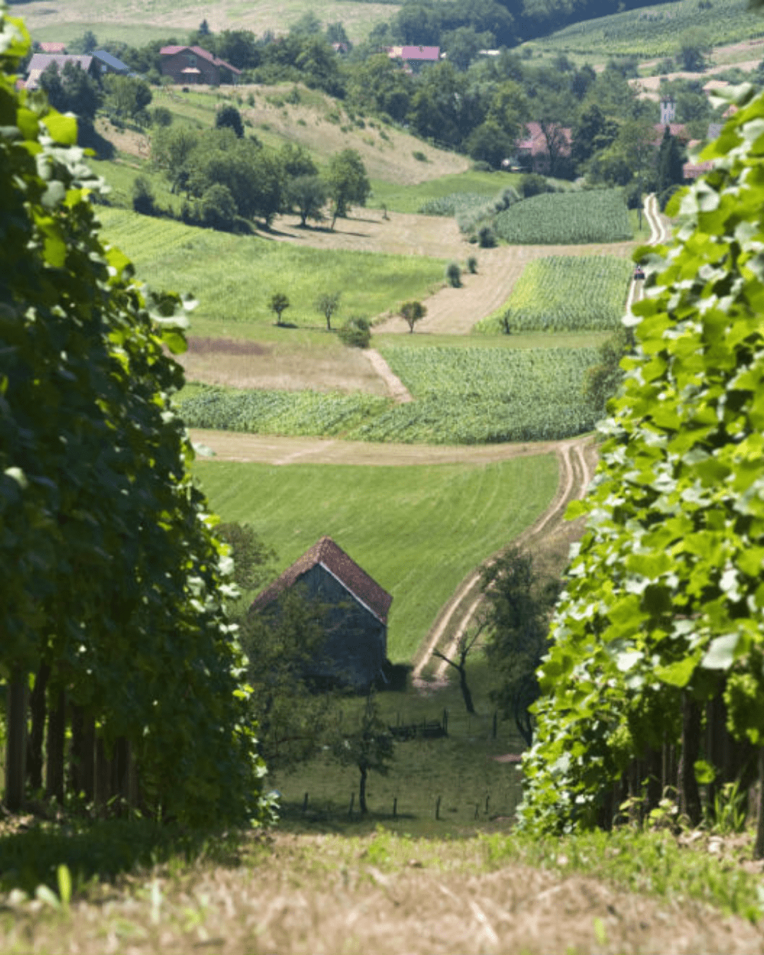 Sparkling wine fest O vinima