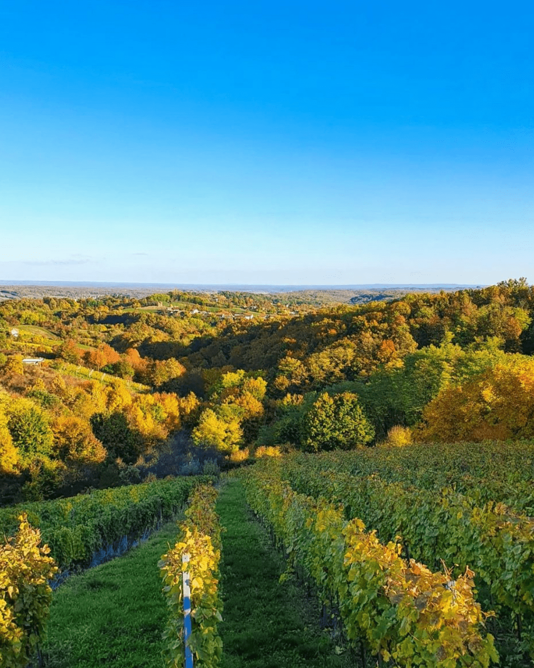 Sparkling wine fest O regiji