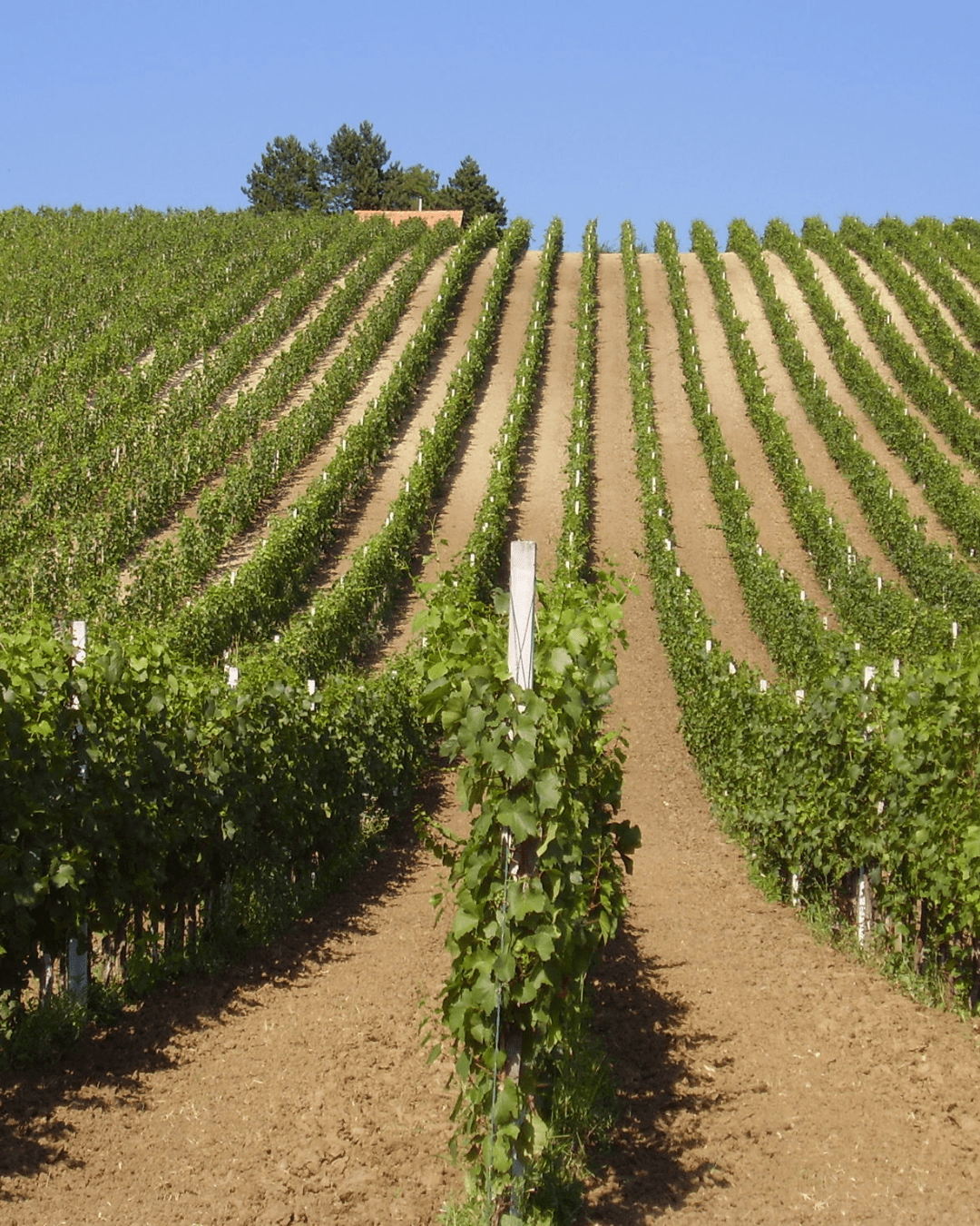 Sparkling wine fest O regiji