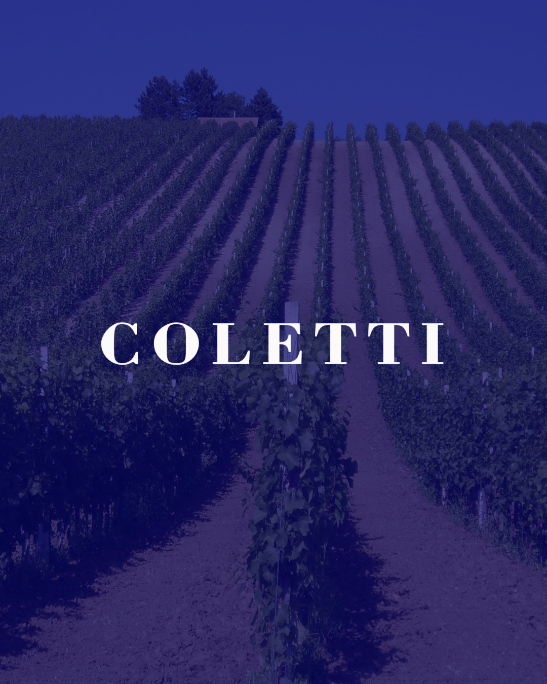 Sparkling wine fest Vinarija Coletti