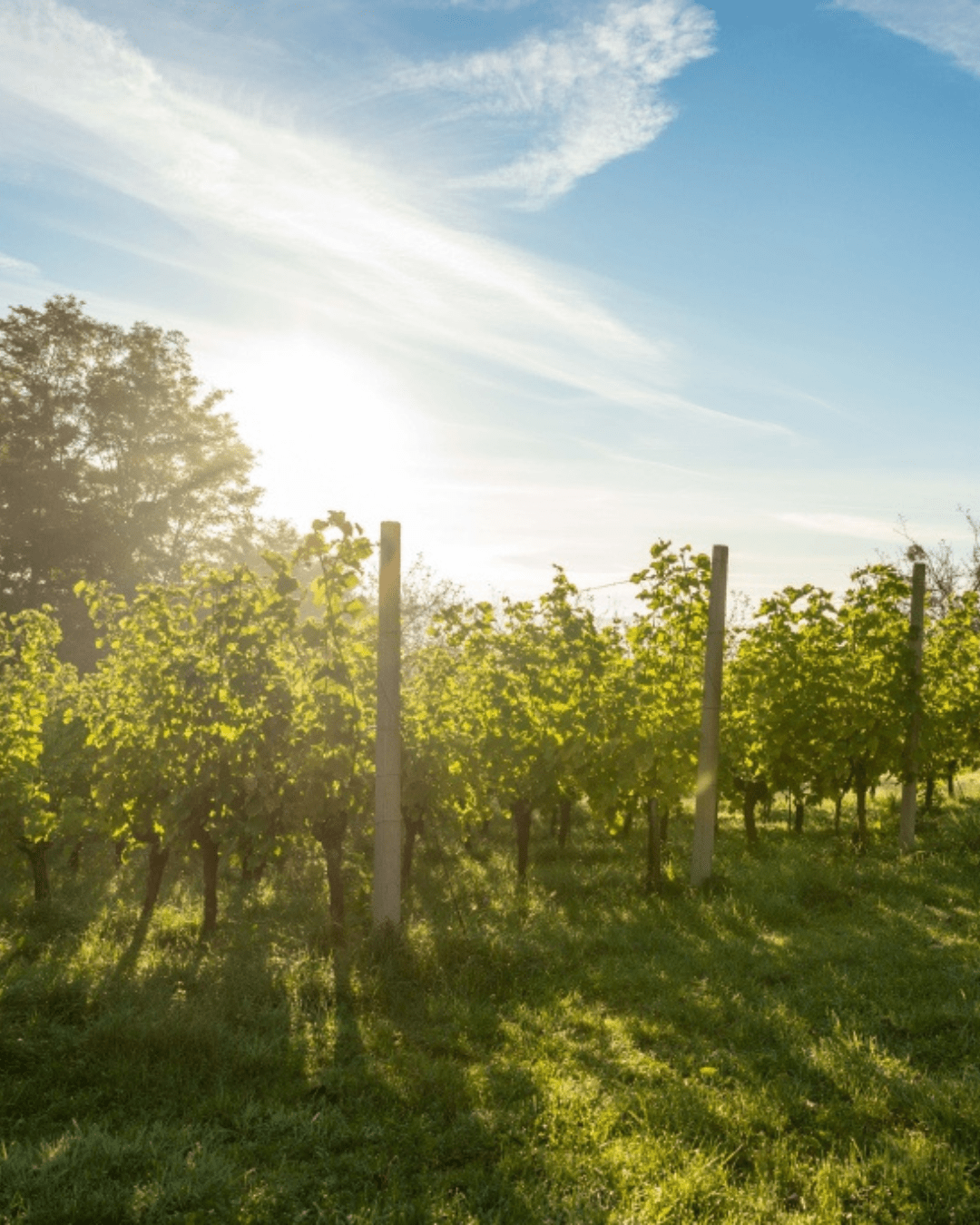 Sparkling wine fest Slovenia image
