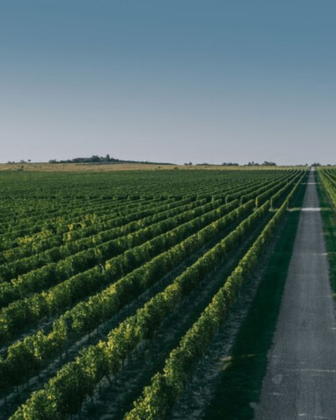Sparkling wine fest Slavonija & Podunavlje image