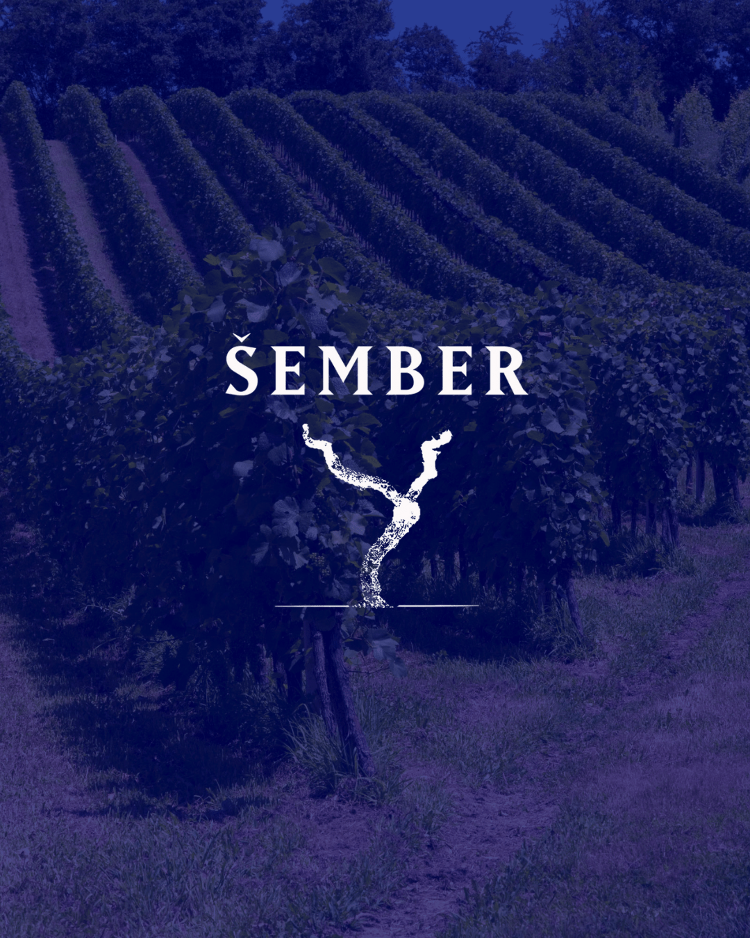 Sparkling wine fest Vinarija Šember