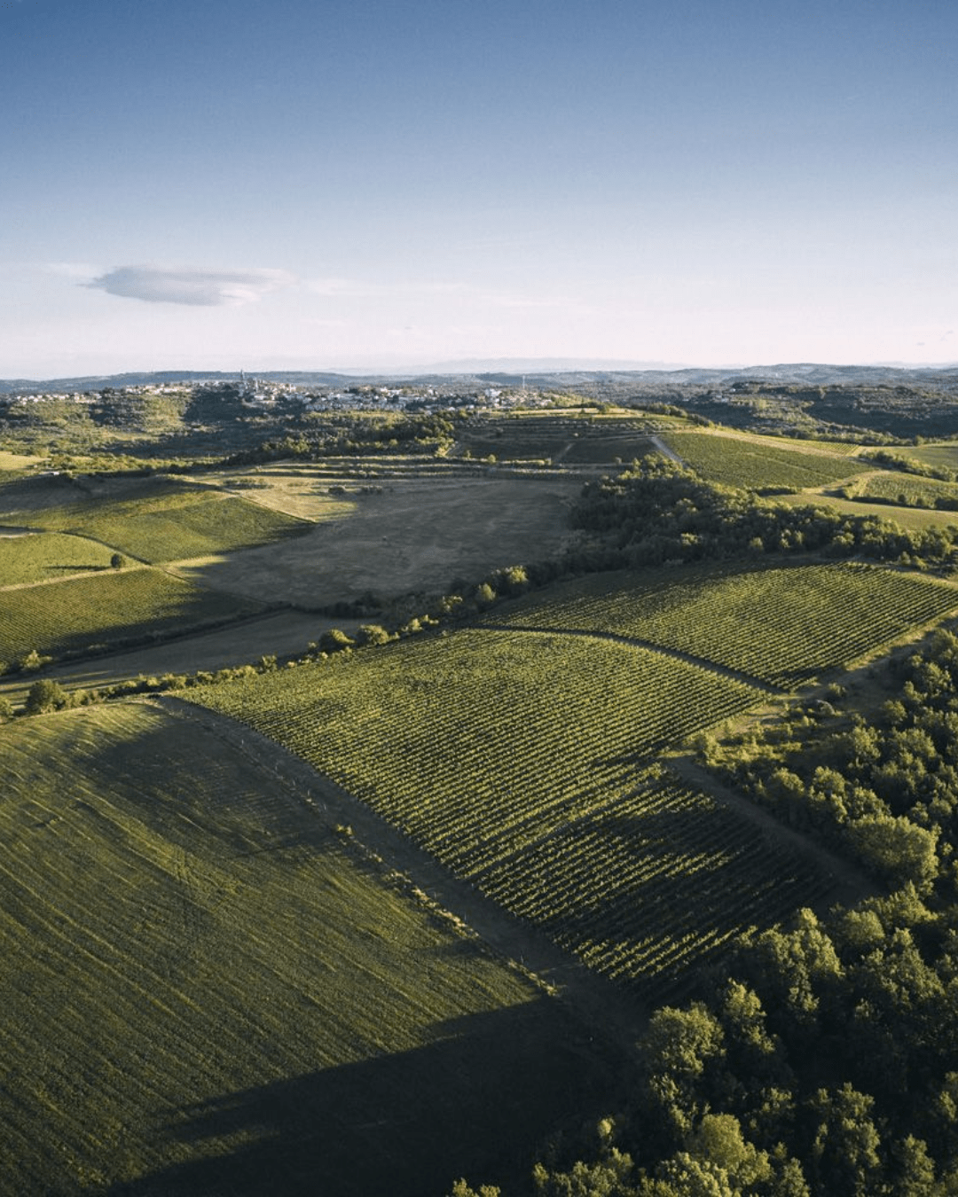 Sparkling wine fest O regiji