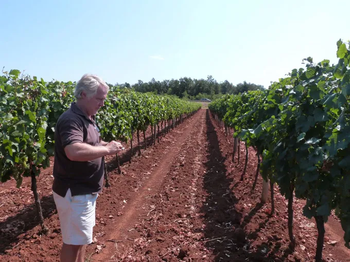 Sparkling wine fest O vinima